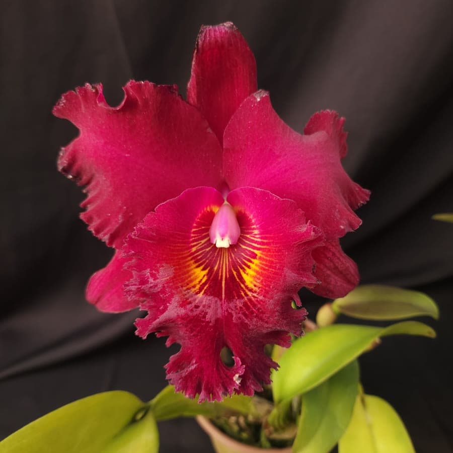 Orquídea vinho de coleção