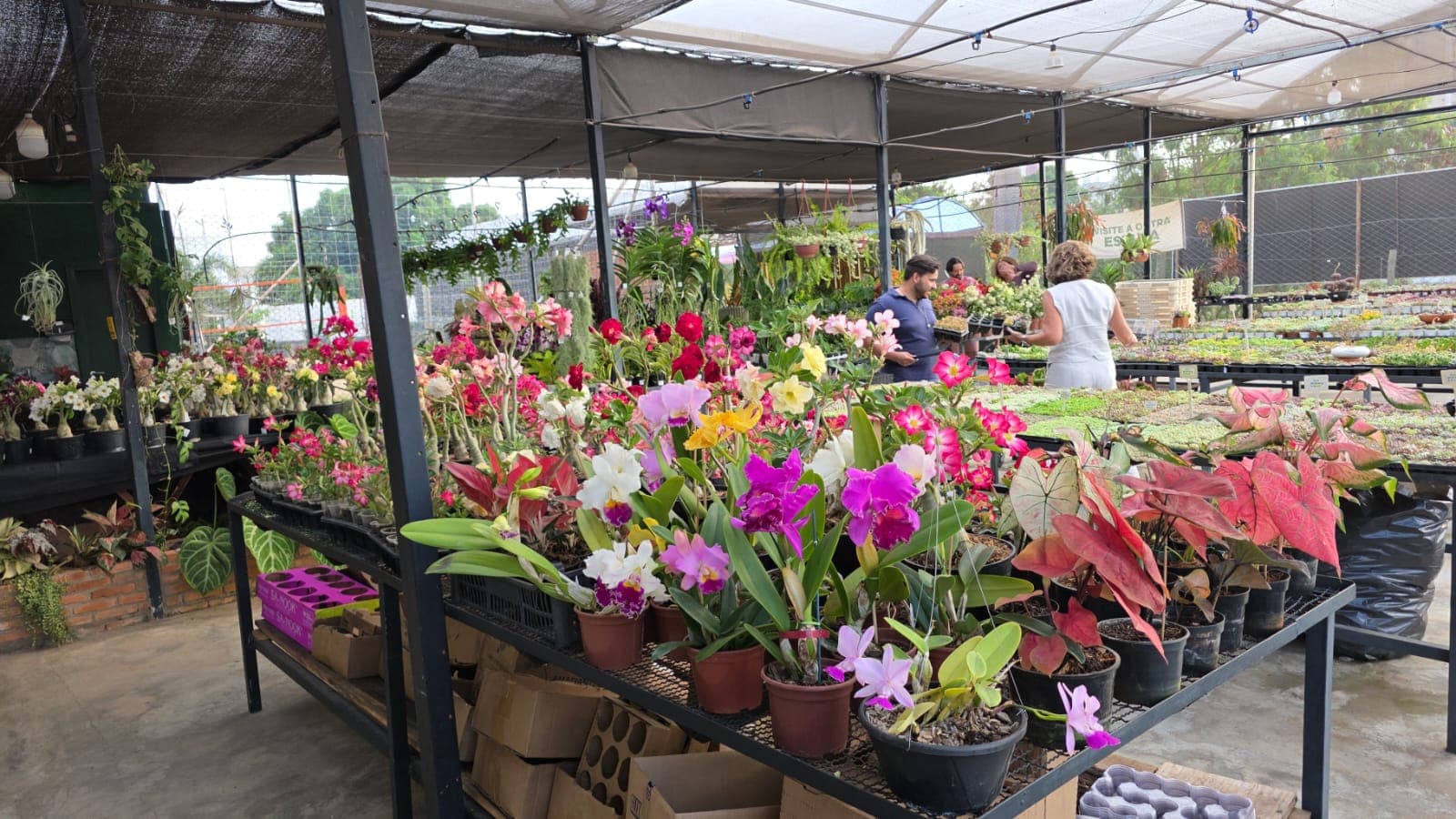Orquídeas floridas e outras plantas de coleção nas bancadas do viveiro da Apolônia
