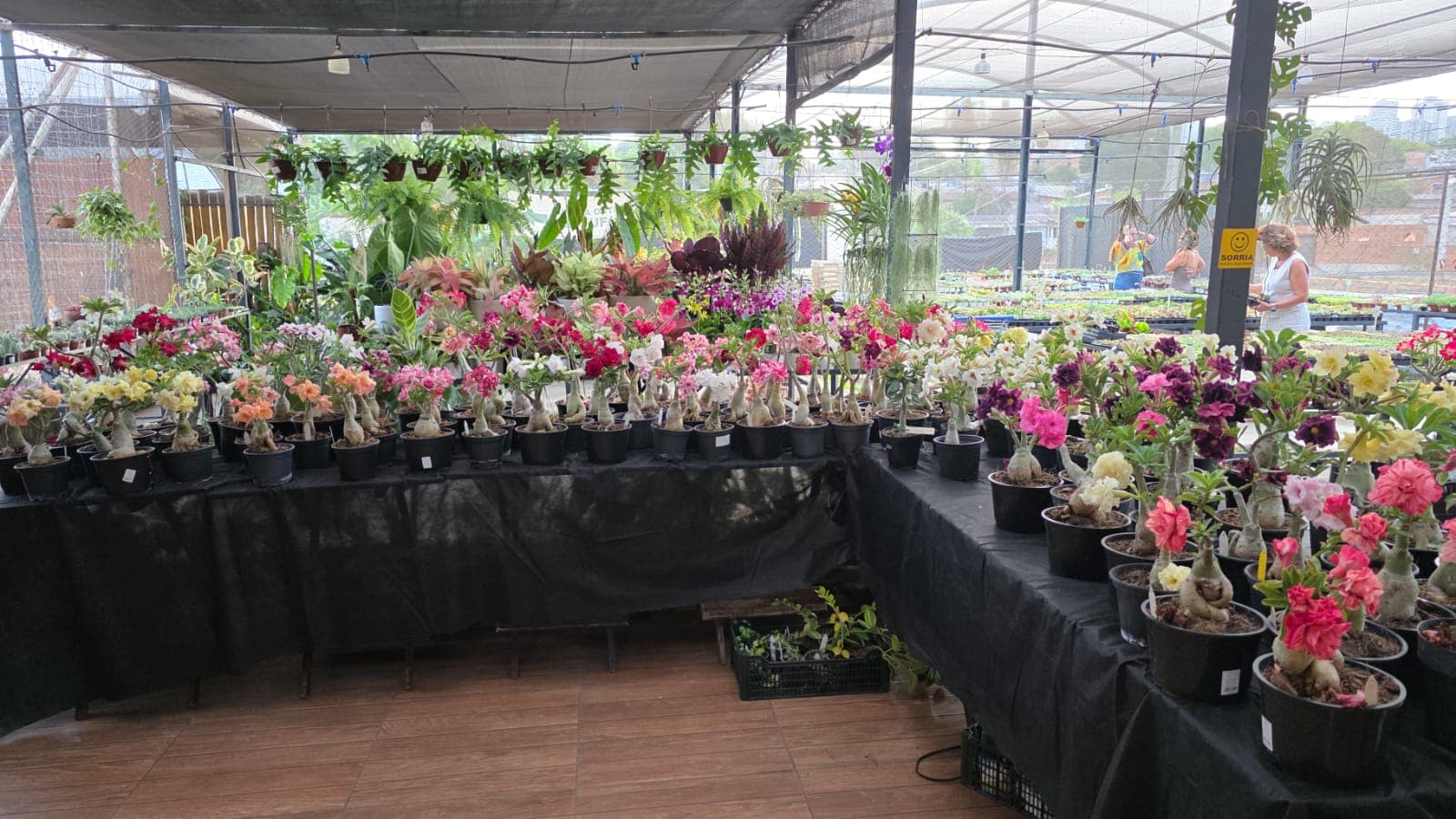 Bancadas do viveiro com Rosas do Deserto floridas, em várias cores